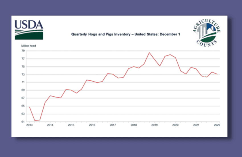 United States hog inventory down 2%