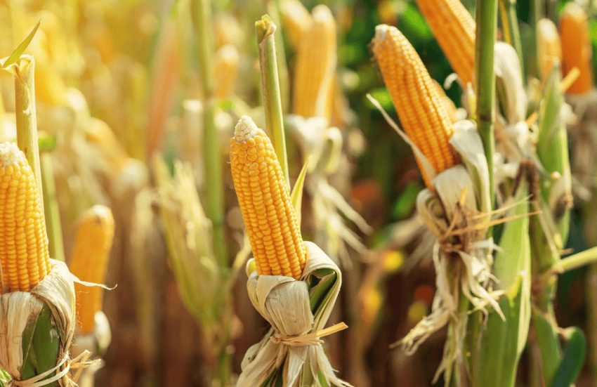 Simple addition to corn bran could boost grain's nutritional value 15-35%