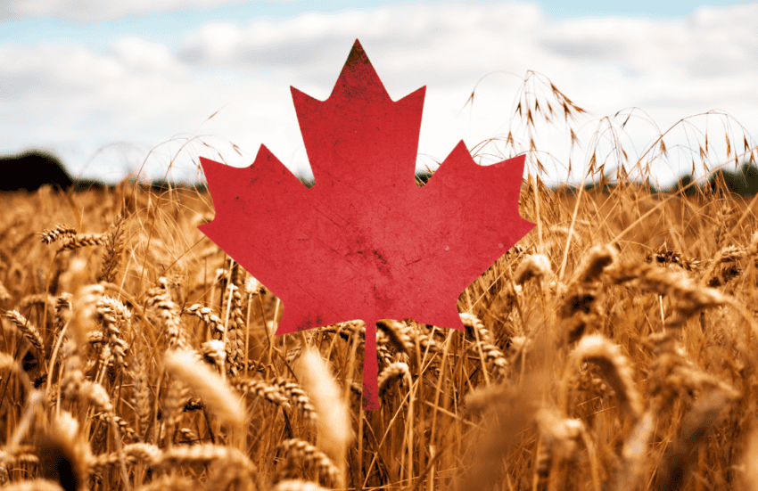 Wheat Growers Express Concern Over Federal Consultation on “Sustainable Agriculture”