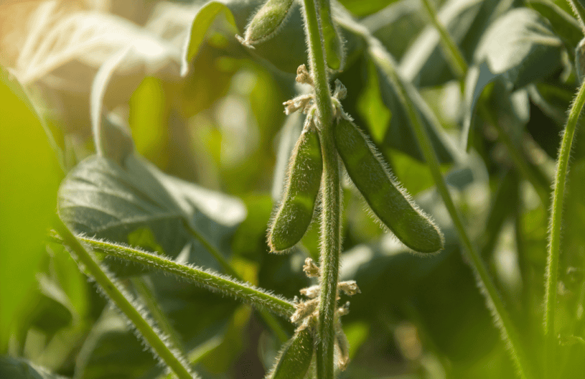 USDA forecasts US corn up and soybean production down from 2022