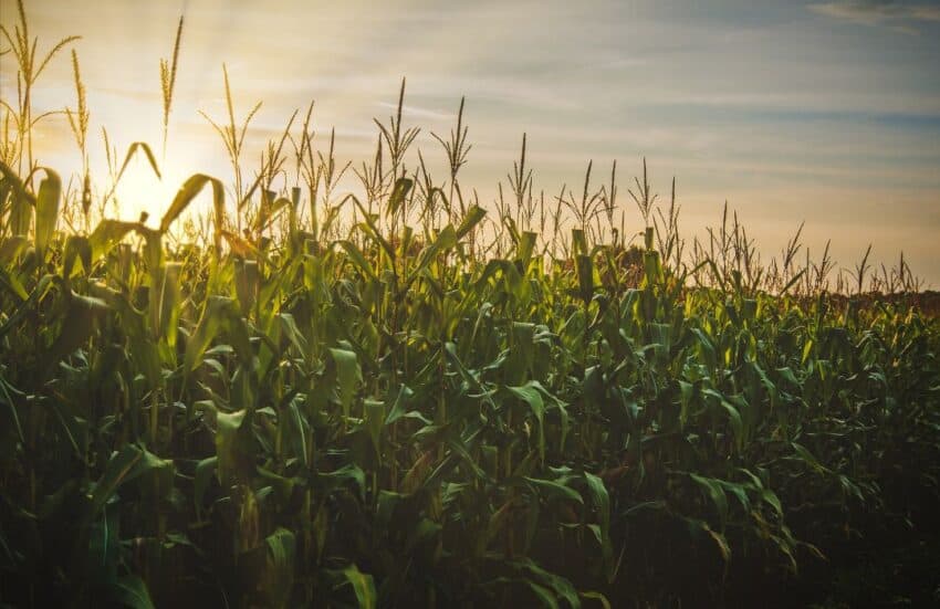 US corn ending stocks down 1% from last year