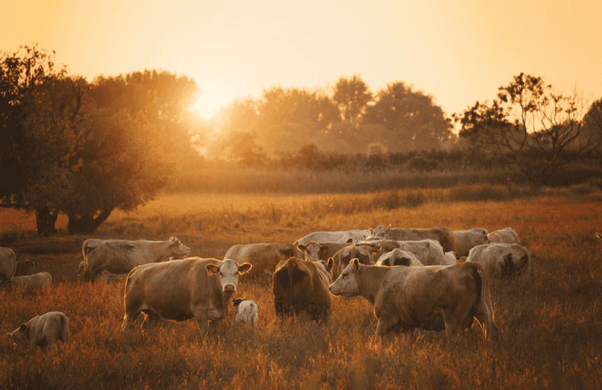 Cattle Producers Praise Congressional Resolution Supporting Beef Checkoff