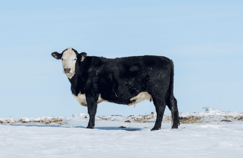 NCBA Joins NPPC in Defending Interstate Commerce for Livestock Producers