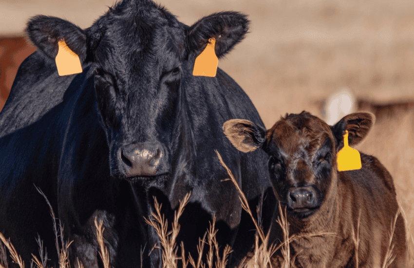 Fight the Animal Rights Groups Infiltrating Our Industry