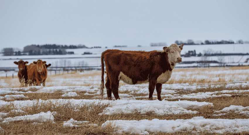 Cattle Producers Send WOTUS Letter to EPA