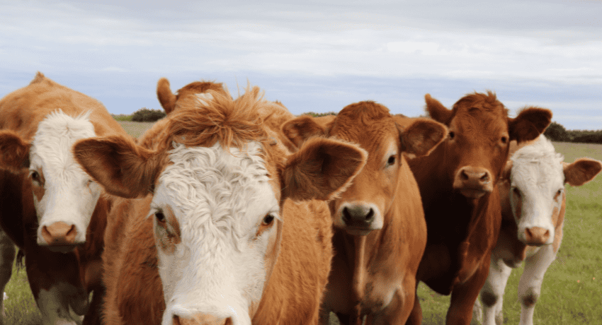 NCBA Condemns Flawed “Food Compass” Study