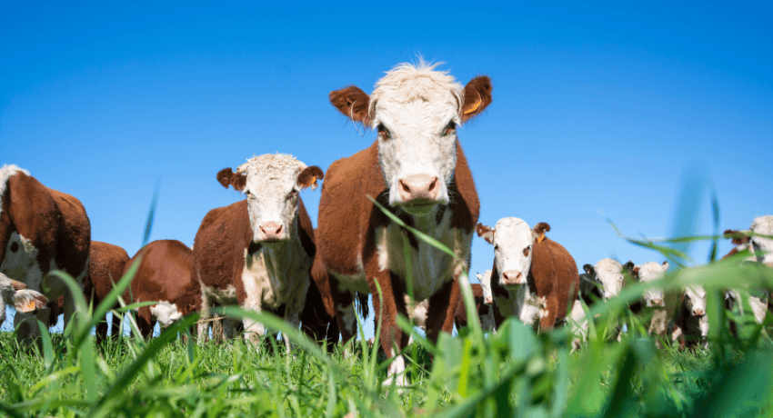 United States cattle inventory down 2 percent