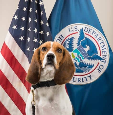 NCBA Joins Letter Supporting Beagle Brigade