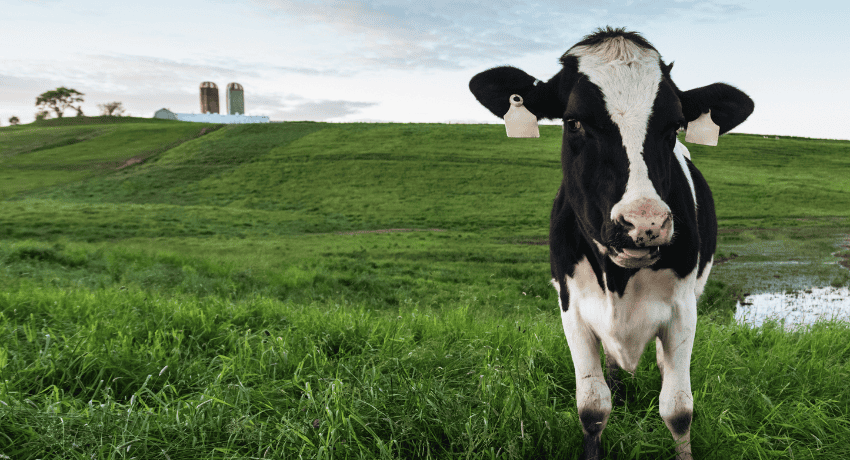 NMPF Urges Farmers to Consider Federal Risk Management Tools as USDA Announces DMC Signup