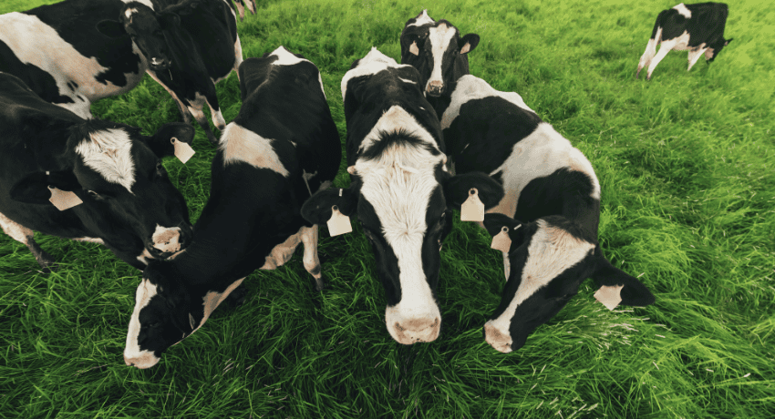 Risk Management Programs Critical to Dairy’s Future