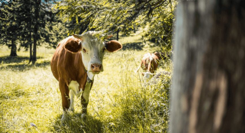Scholarships Help Producers Attend Cattle Industry Convention